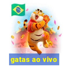 gatas ao vivo